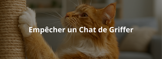 Comment Empêcher un Chat de Griffer ? Les 7 Solutions Douces et Efficaces
