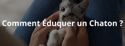 Comment Éduquer un Chaton ? Les 7 Règles d’Or pour un Chat Équilibré et Obéissant