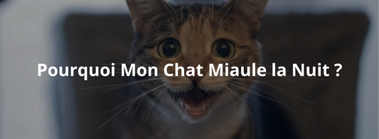 Pourquoi Mon Chat Miaule la Nuit ? Les 3 Raisons Qui Perturbent Son Sommeil (et le Vôtre)